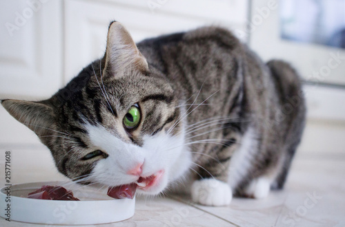 Domestic cat with multicolored eyes eats meat from feeding bowl