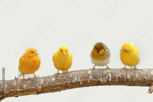 Four canary birds (Serinus canaria) siting in a branch photo