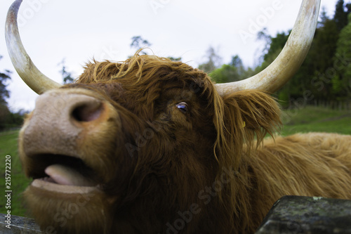 Scottish Highland Cow © rodcoffeehill