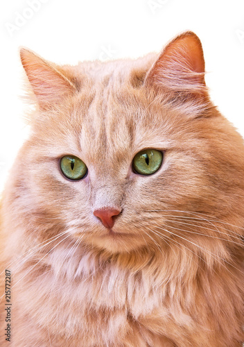 Close up portrait of a red cat