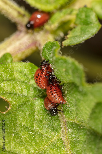 Red colorado beetle on the leaves of potatoes