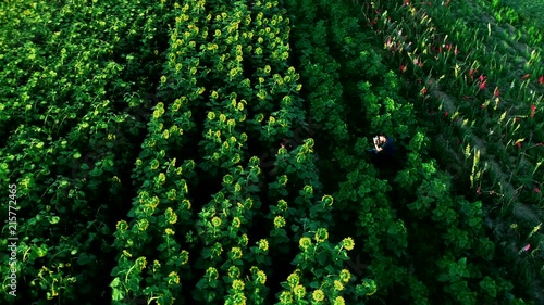 4K aerial footage of photographer and model doing photo session in field full of sunflowers