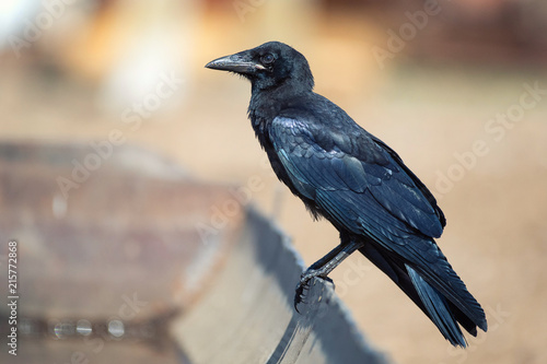 Rook (Corvus Frugilegus) sitting on the edge of the drinking bowl for animals