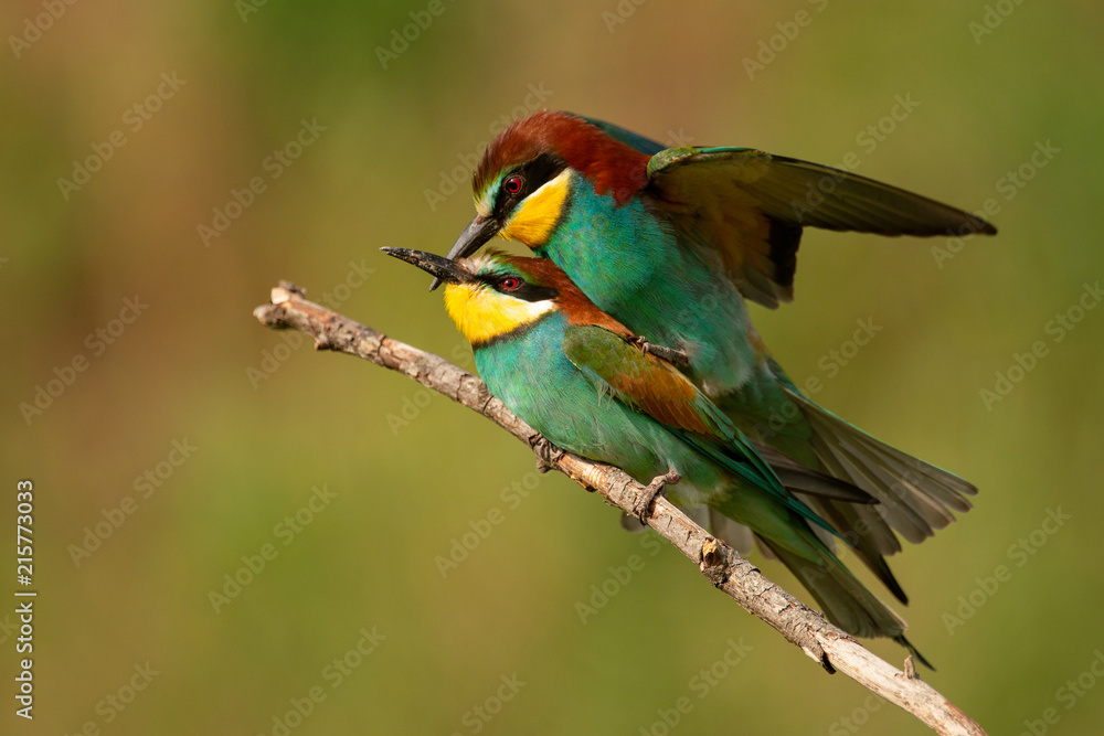 European bee eaters (Merops apiaster) mating on a beautiful background European bee eaters (Merops apiaster) mating on a beautiful background