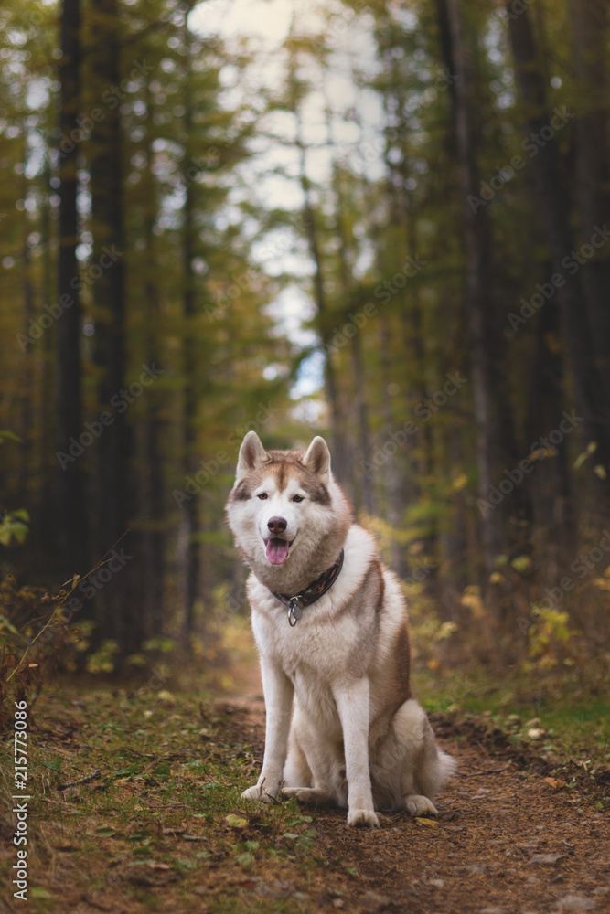 Portrait of beautiful Siberian Husky dog sitting in the bright mysterious fall forest