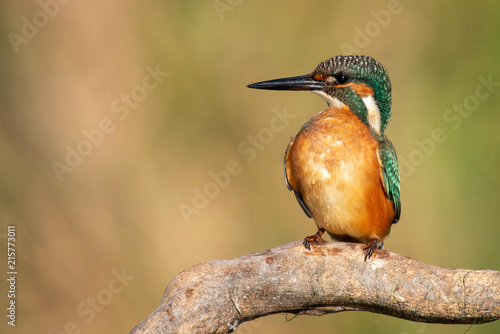 Common Kingfisher (Alcedo atthis) sitting on a stick
