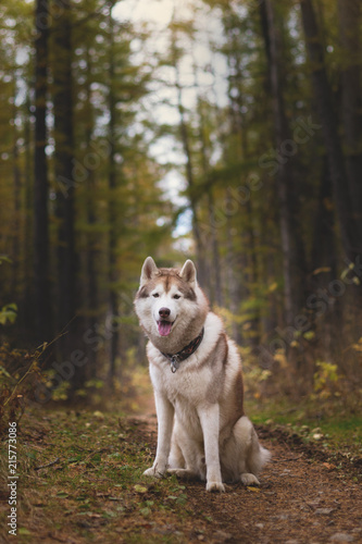 Portrait of beautiful Siberian Husky dog sitting in the bright mysterious fall forest