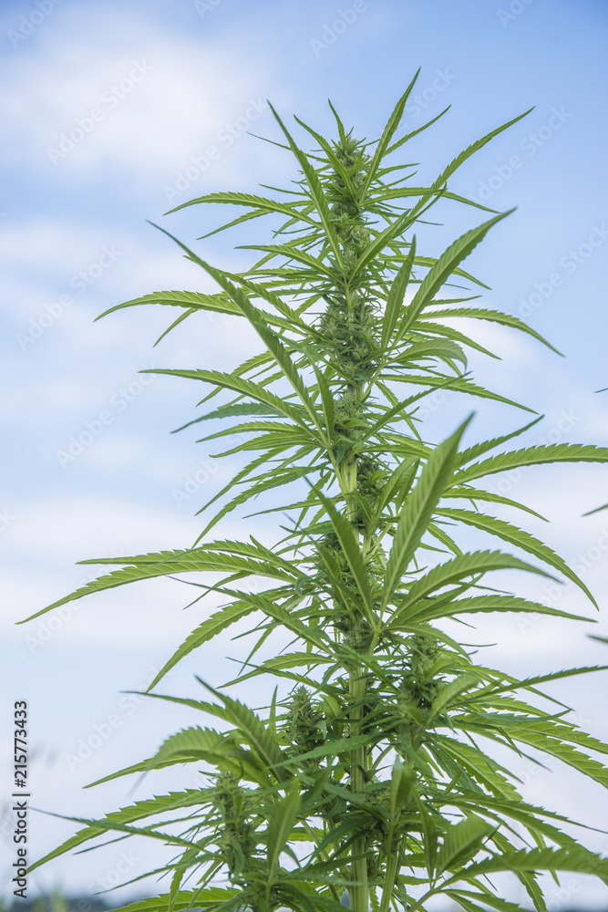 Obraz premium fields of industrial hemp in Estonia