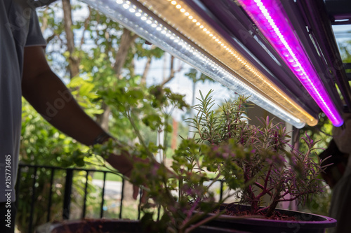 plant growing in smart indoor farm with artificial led light. phyto lamp for seedling & cultivation