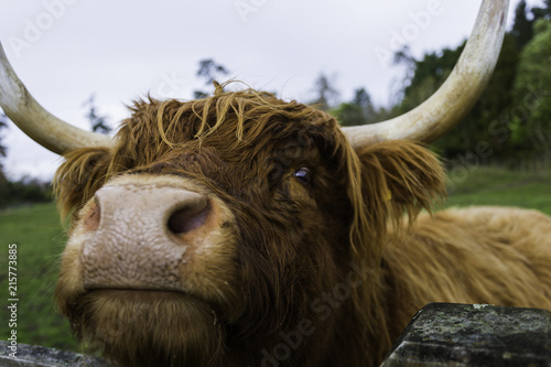 Scottish Highland Cow © rodcoffeehill