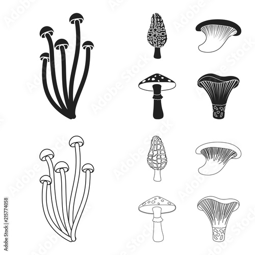 Morel, oyster, green amanita, actarius indigo.Mushroom set collection icons in black,outline style vector symbol stock illustration web. photo