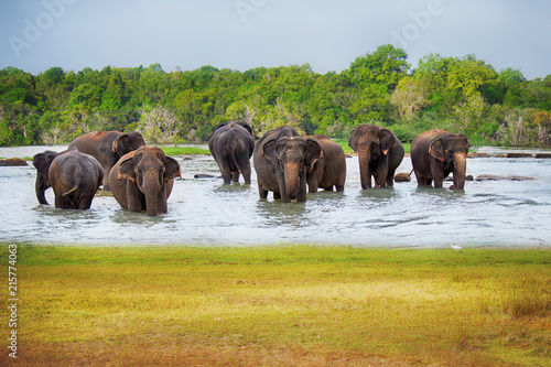 Photography herd of elephants in the river