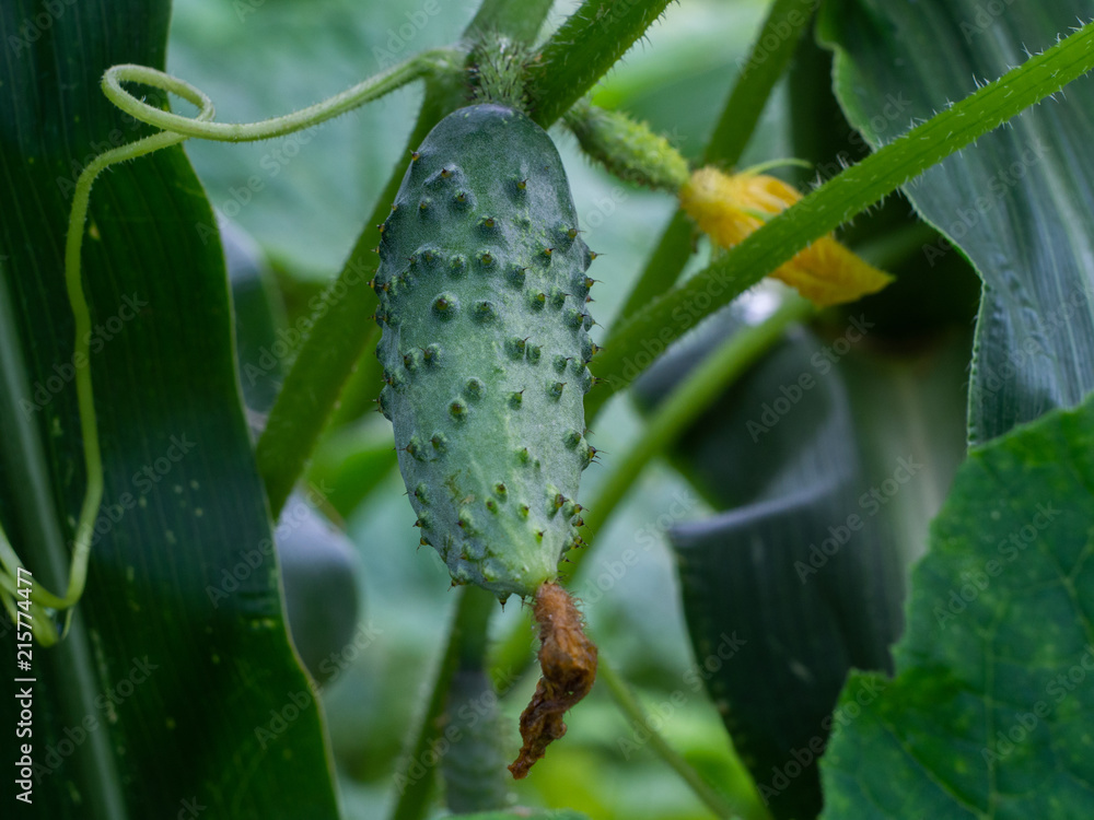 Young fresh cucumber in open ground. Cucumber plants, young fresh Cucumber organic vegetable. Young fresh cucumber in open ground. Cucumber plants, young fresh Cucumber organic vegetable.