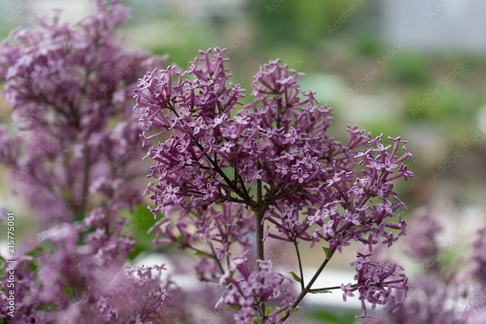 Dwarf Korean lilac tree flower close up, syringa oleaceae