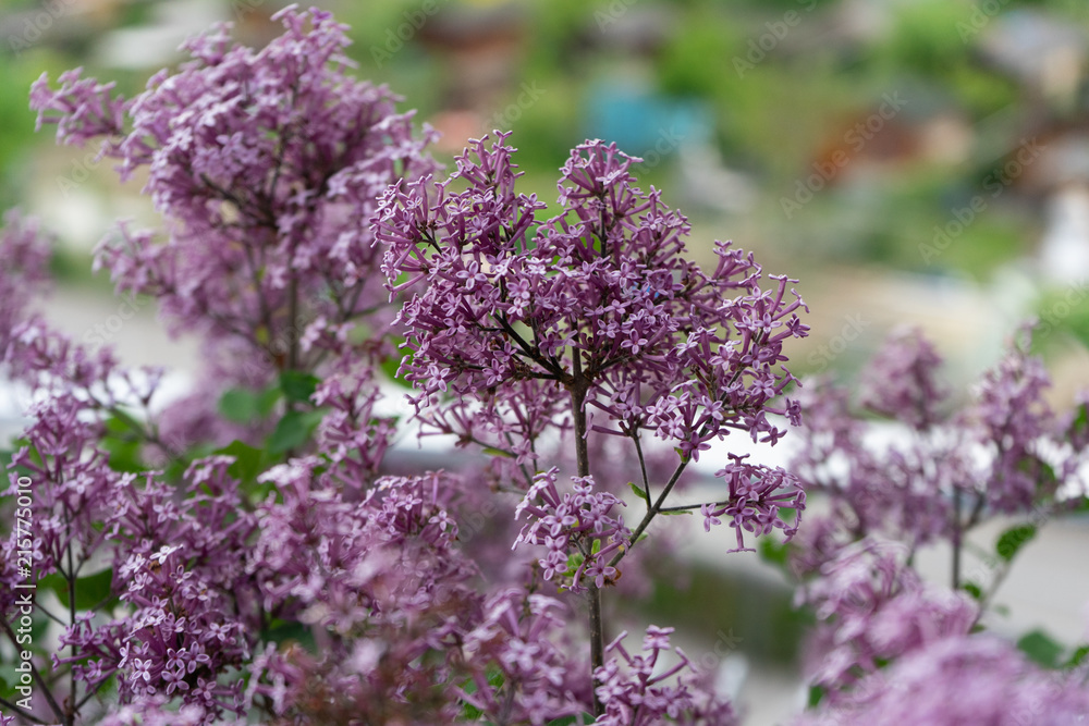 Dwarf Korean lilac tree flower close up, syringa oleaceae