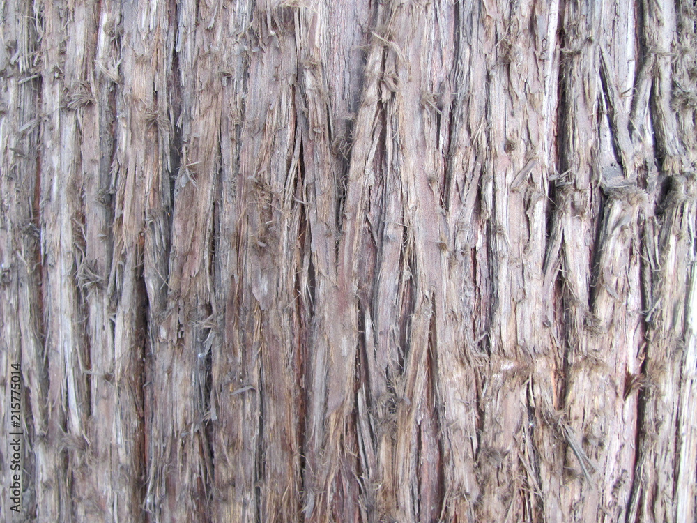 Bark thuja - a fragment of the trunk Bark thuja - a fragment of the trunk