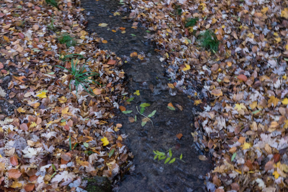 small creek with autumn leaves small creek with autumn leaves