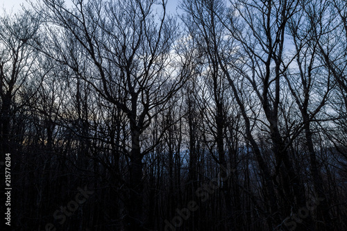 Skeletal trees silhouettes in winter, against a blue sky at dusk