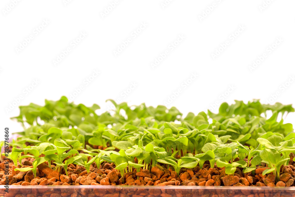 Fototapeta premium Young shoots of lettuce on white background