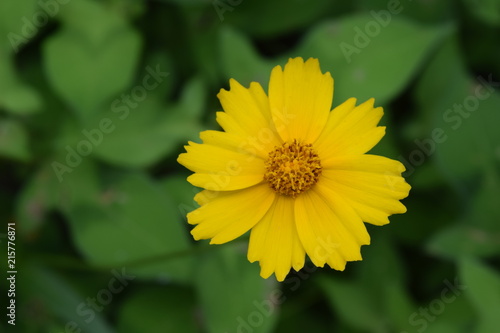 Fototapeta Naklejka Na Ścianę i Meble -  Blossoming yellow Flower