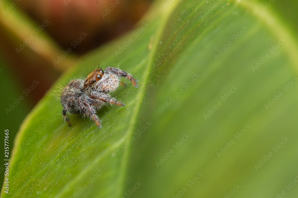 Close-up of Jumping Spider , Jumping Spider of Borneo , Jumping Spider , Beautiful Jumping Spider Close-up of Jumping Spider , Jumping Spider of Borneo , Jumping Spider , Beautiful Jumping Spider