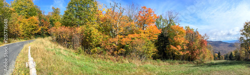 Trees and road in foliage season  panoramic view