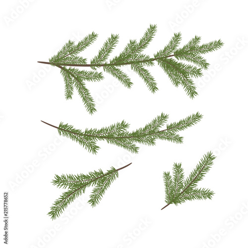Vector Christmas tree branches. Vector set of Christmas tree bra