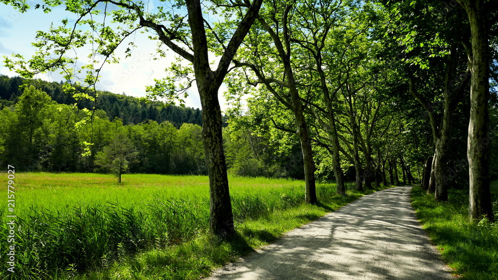 romantischer Spazierweg führt durch Platanenallee entlang Schilf und Wald an sonnigem Tag