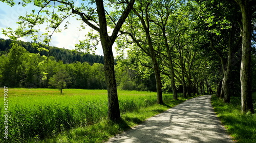 romantischer Spazierweg führt durch Platanenallee entlang Schilf und Wald an sonnigem Tag