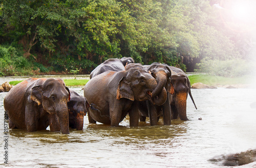 Photography herd of elephants in the river