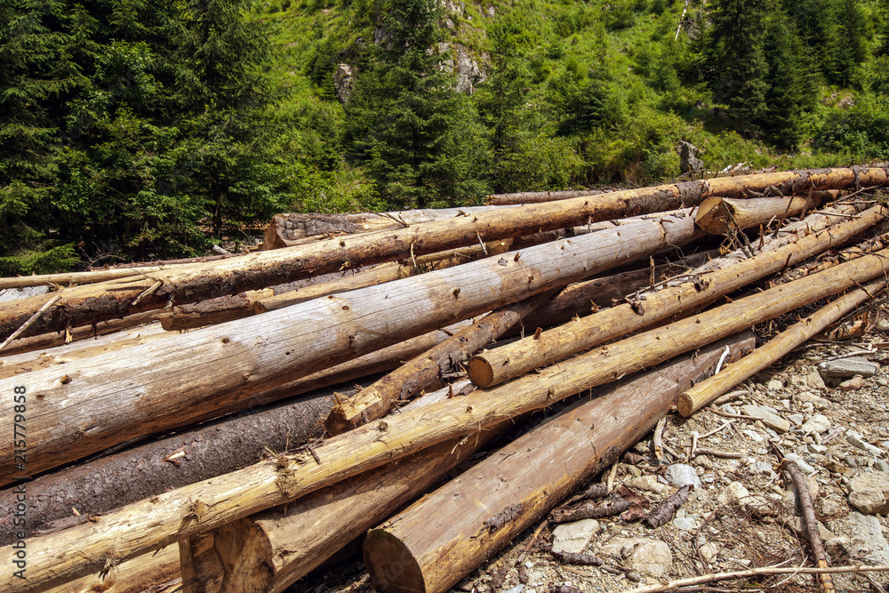 Deforestation in pine forests Deforestation in pine forests