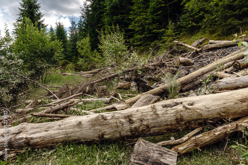 Deforestation in pine forests