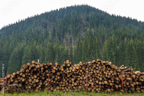 Deforestation in pine forests