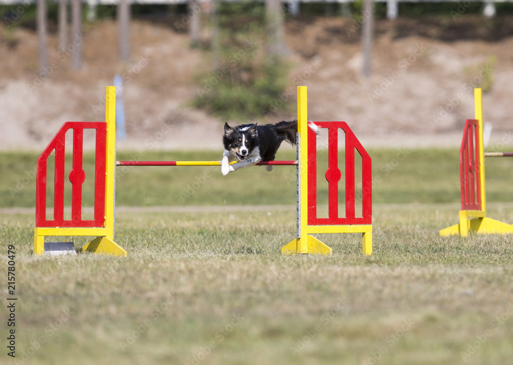 Dog agility in action on an outdoor track, green grass field and fast dog.
