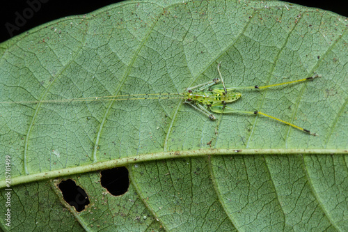 Small Katydid on green leaf at Borneo