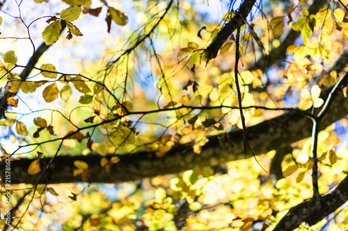 sun shining through yellow leaves