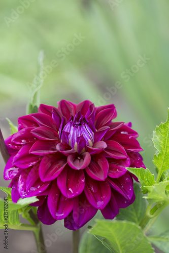 Fototapeta Naklejka Na Ścianę i Meble -  Dahlia flower. Purple fresh and beautiful Dahlia flower on green background  at the garden . Macro, close up.