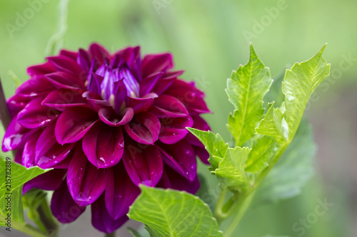 Fototapeta Naklejka Na Ścianę i Meble -  Dahlia flower. Purple fresh and beautiful Dahlia flower on green background  at the garden . Macro, close up.