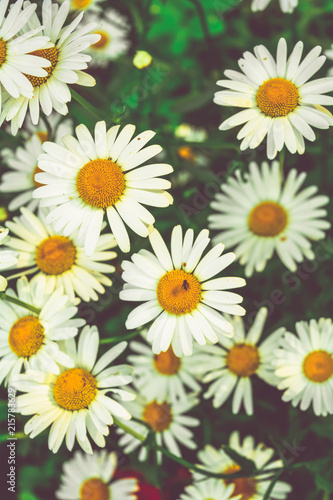 Chamomile flowers of medical chamomilles for alternative medicine