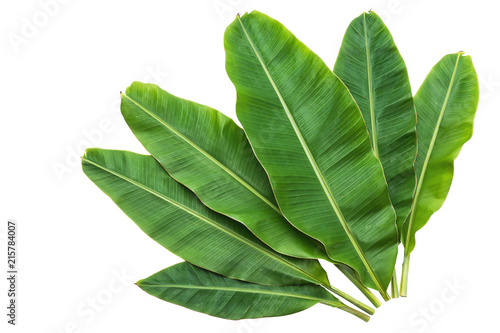 Banana leaves isolated over white background