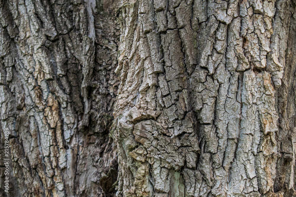 Natural background, brown textured bark, alive and growing, natural and natural curves and patterns. Trunks logs, timber. Natural background, brown textured bark, alive and growing, natural and natural curves and patterns. Trunks logs, timber.