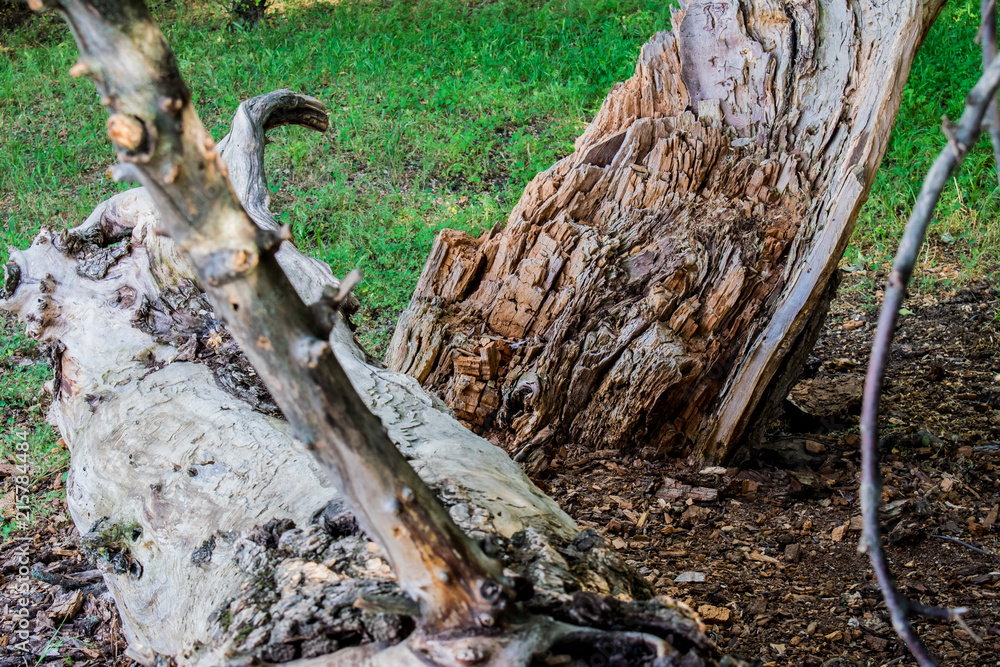 Bark of trees, trunks abandoned from old trees in the forest among green vegetation. Natural and natural forms. Trunks logs, timber. Bark of trees, trunks abandoned from old trees in the forest among green vegetation. Natural and natural forms. Trunks logs, timber.