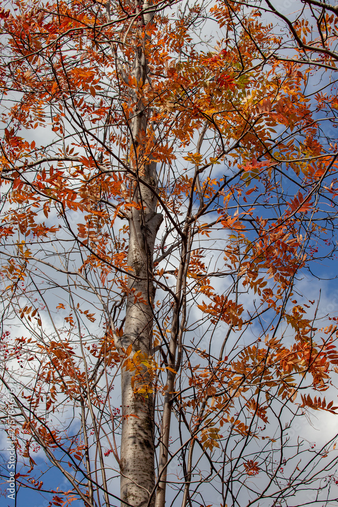 Fototapeta premium 登別原始林