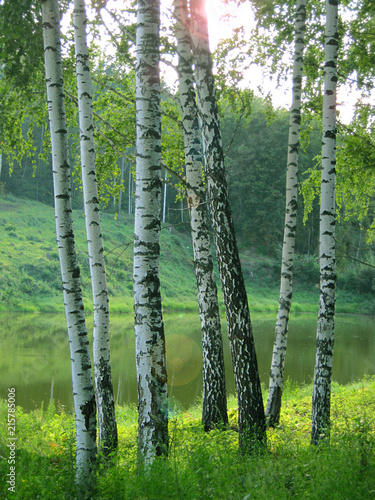 Young birch trees on the shore of a forest lake on a clear summer day.Vertical orientation..