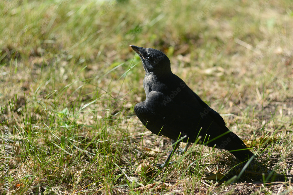 Fototapeta premium The rooken chick walks in the green grass in the park.