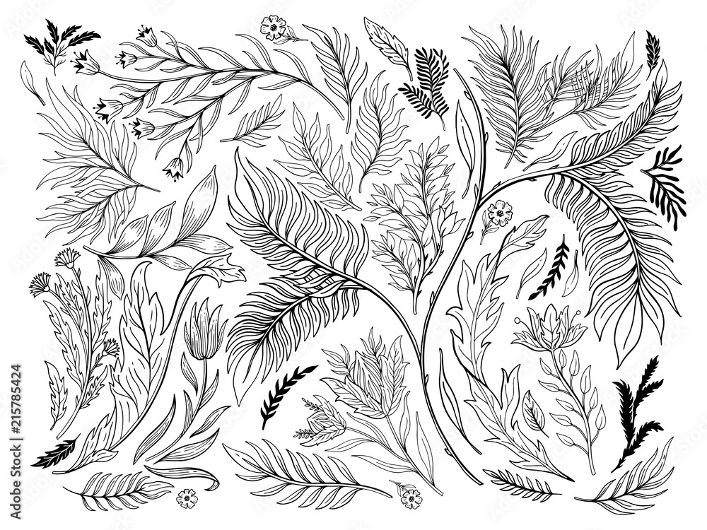 Fototapeta premium Abstract nature set collection hand drawn. Ethnic ornament, floral print, textile fabric, botanical element. Vintage retro style. Image of flowers of leaves and other natural objects.