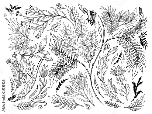 Abstract nature set collection hand drawn. Ethnic ornament, floral print, textile fabric, botanical element. Vintage retro style. Image of flowers of leaves and other natural objects.