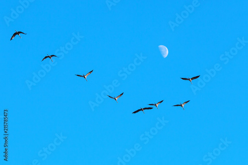 Cranes and moon