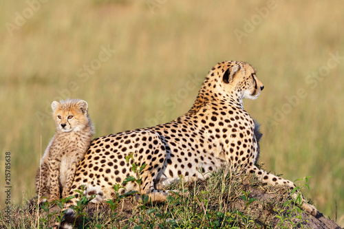 Cheetah cub with his mother