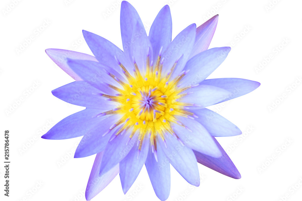 Blue lotus flower isolated on white background top view